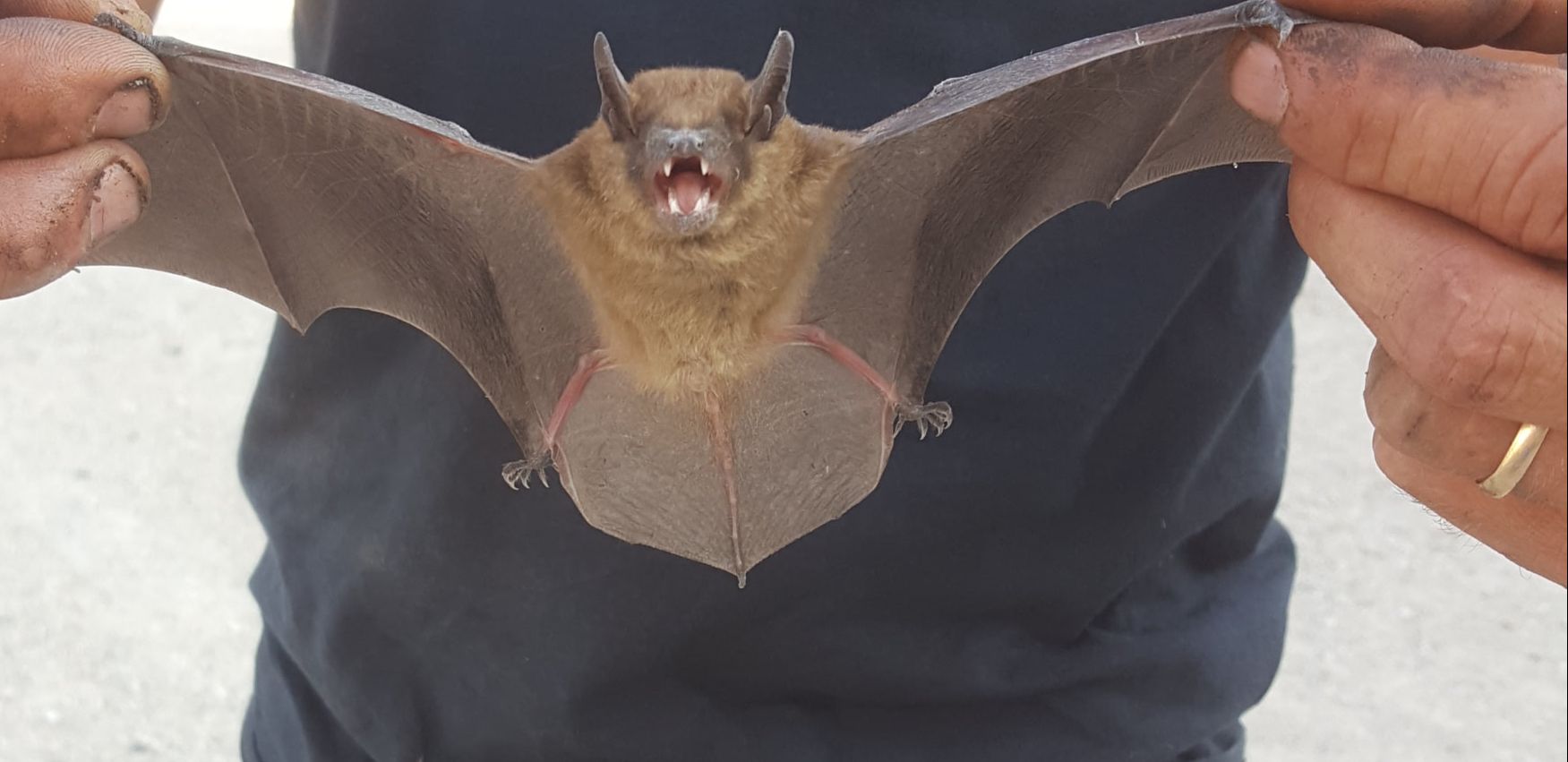 Selecting the Best Bat Removal Professional - Modern Pest